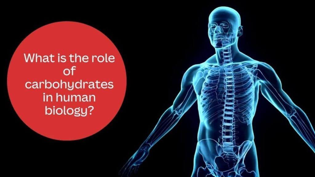 Carbohydrates: Types, Functions, and Health Benefits