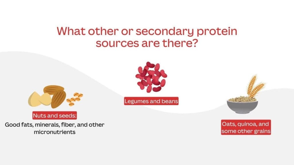 Essential Protein Sources for Your Diet
