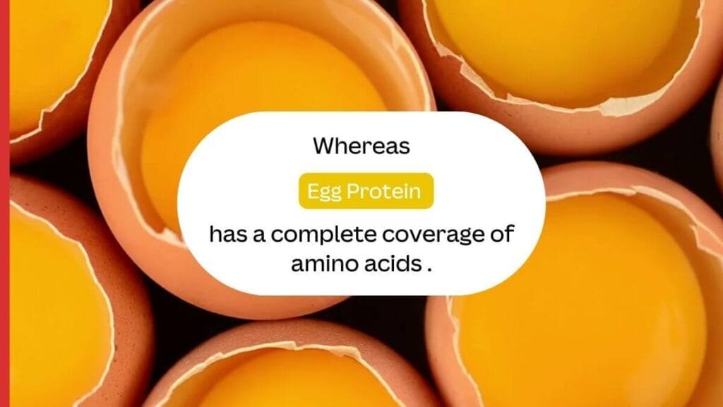 Essential Protein Sources for Your Diet