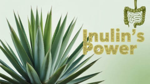 Agave Inulin Cyclists Organic Agave Inulin Guide: Prebiotic Fiber, Uses, Safety & Super ...